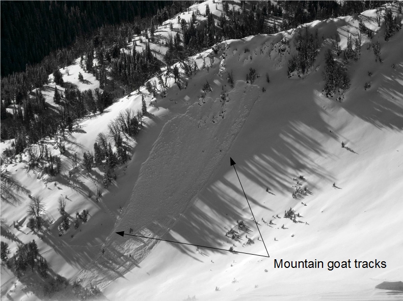 Possible mountain goat triggered avalanche Possible mountain goat triggered avalanche