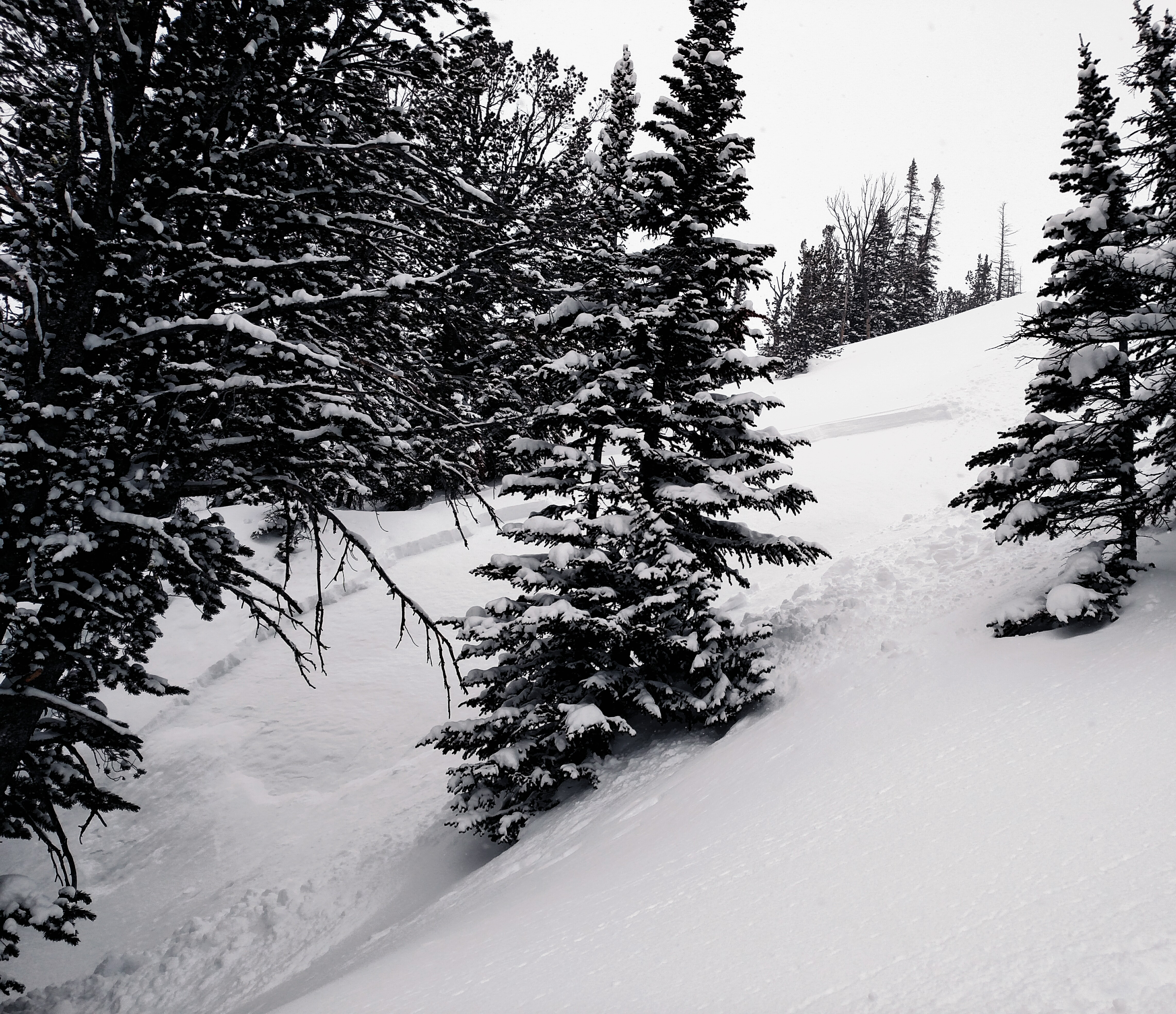 New Snow Instabilities, Cooke City 3/1/17 New Snow Instabilities, Cooke City 3/1/17
