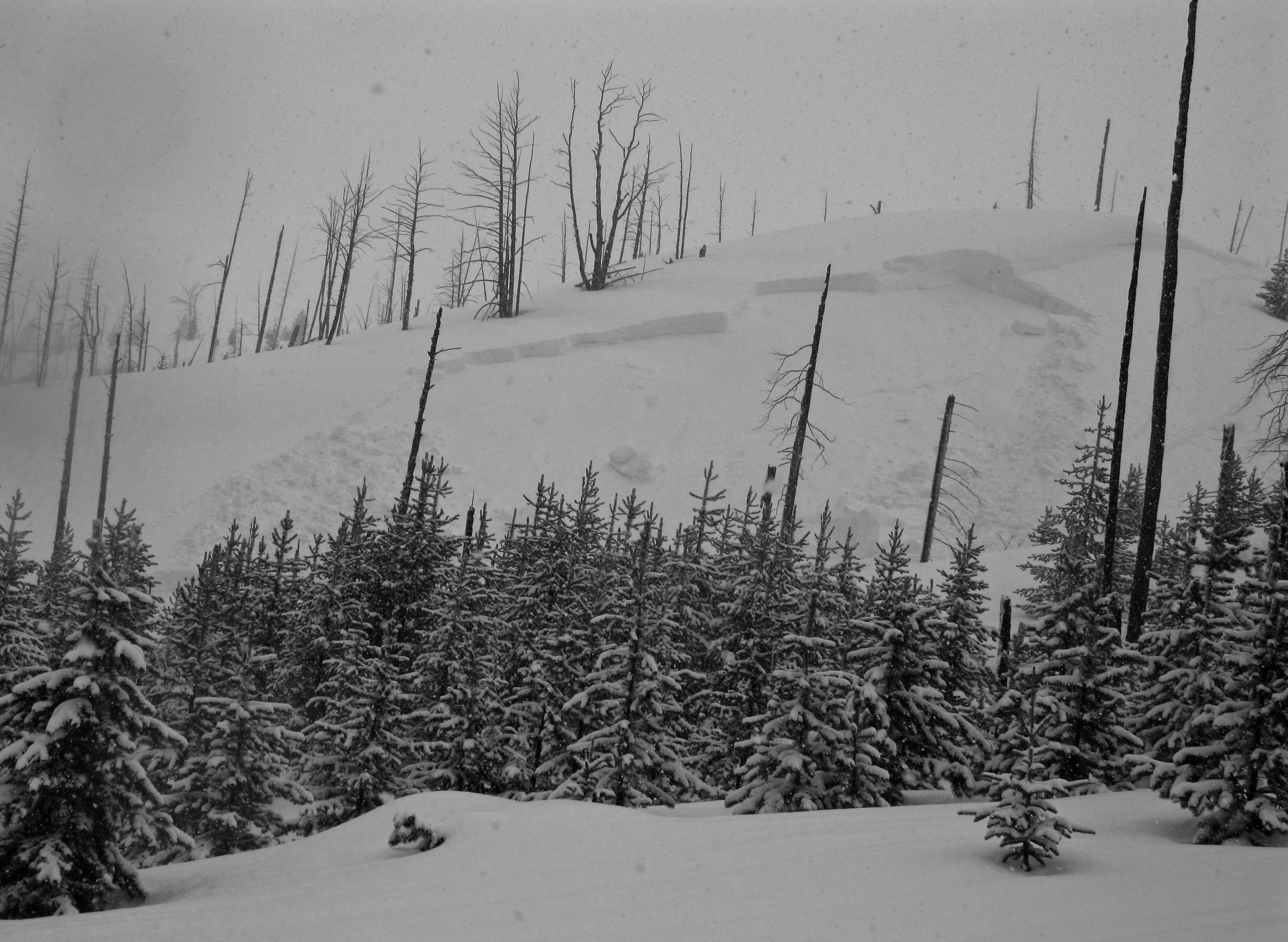 Avalanche near Lulu Pass road, Cooke City 10-Feb Avalanche near Lulu Pass road, Cooke City 10-Feb