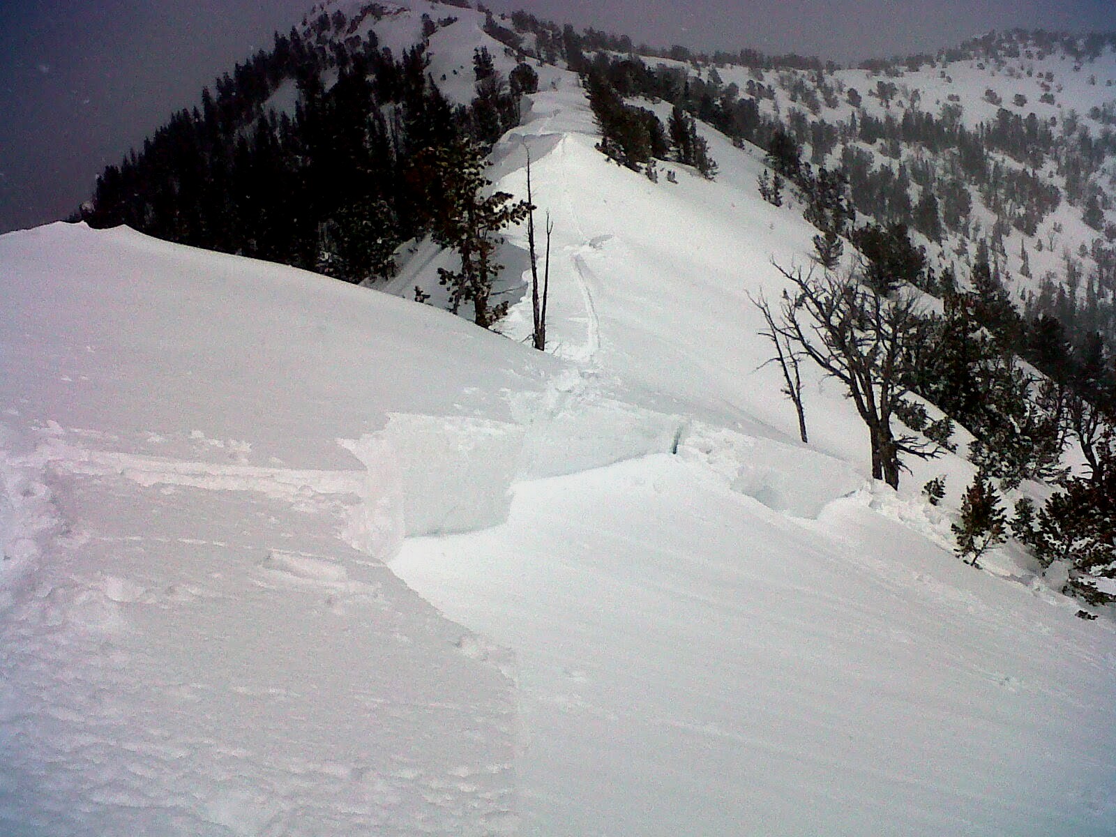 Lionhead Avalanche Crown Lionhead Avalanche Crown