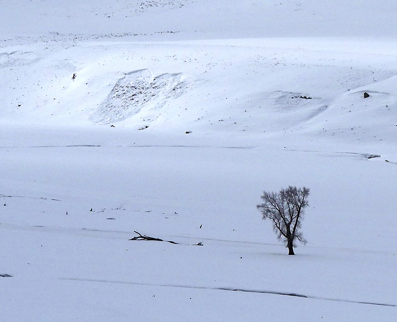 Small Avalanche in Lamar Valley Small Avalanche in Lamar Valley